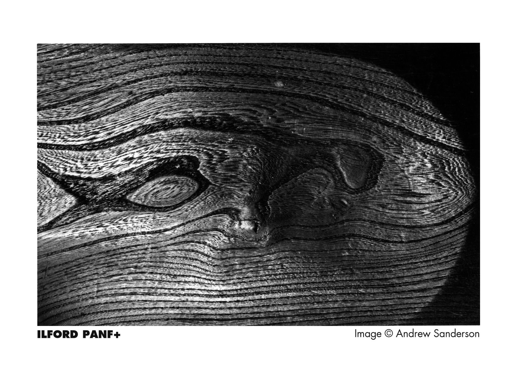 panfplus_image_2
